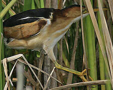 Least Bittern