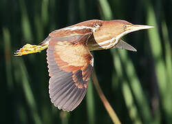 Least Bittern