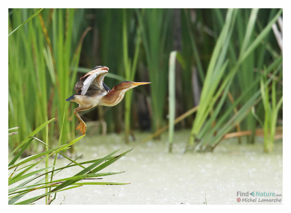 Least Bittern male adult