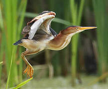 Least Bittern