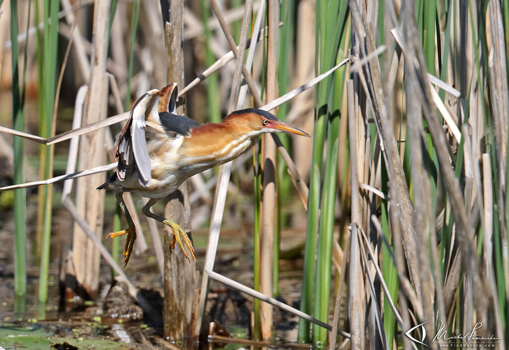 Least Bittern male adult, Flight