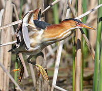 Least Bittern