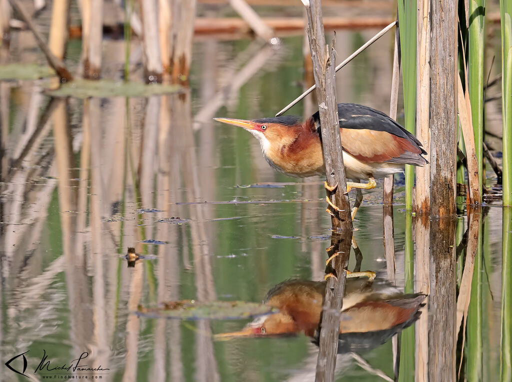 Least Bittern male adult