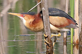 Least Bittern