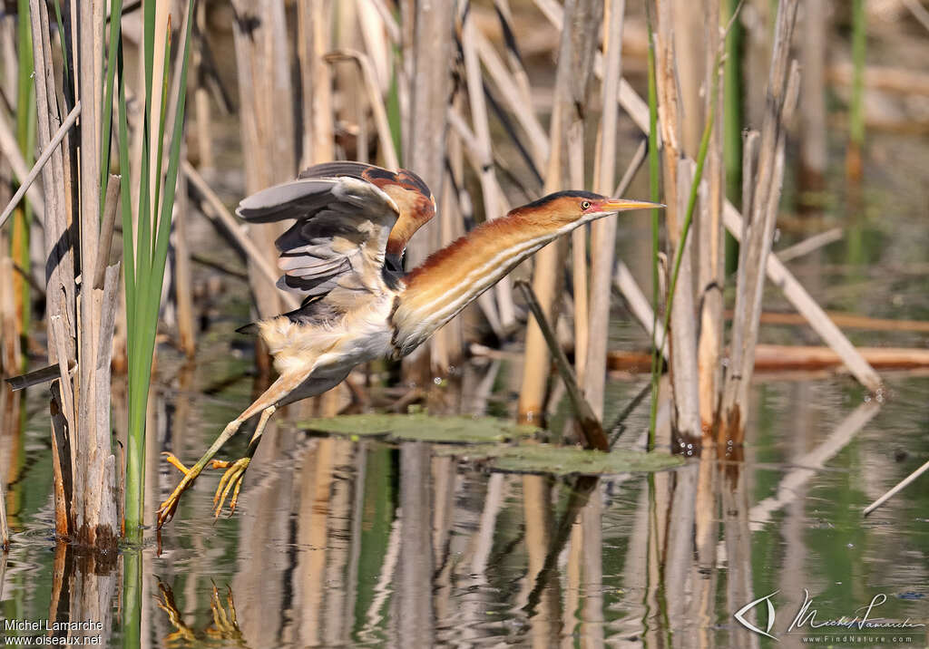 Least Bittern male adult, Flight