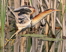 Least Bittern