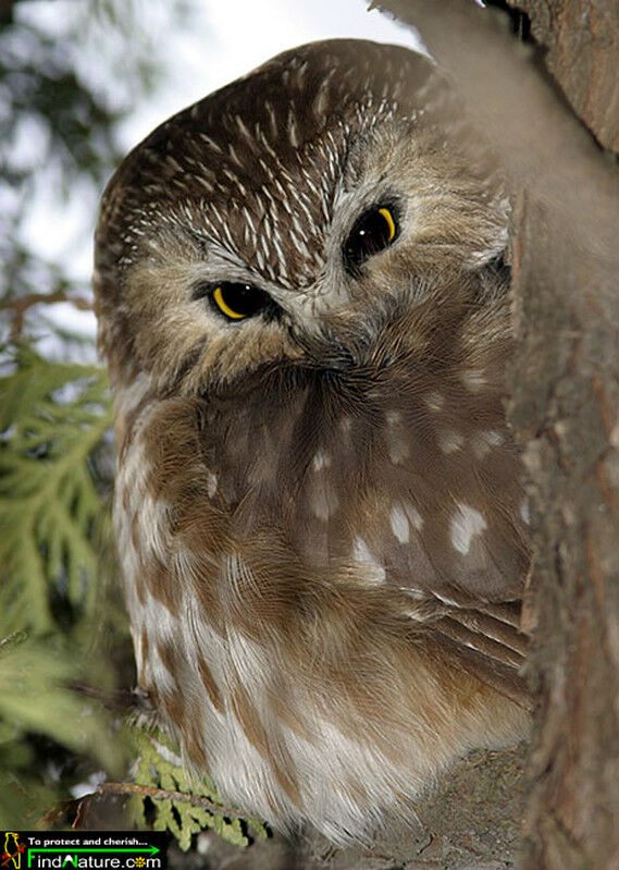 Northern Saw-whet Owl