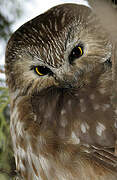 Northern Saw-whet Owl