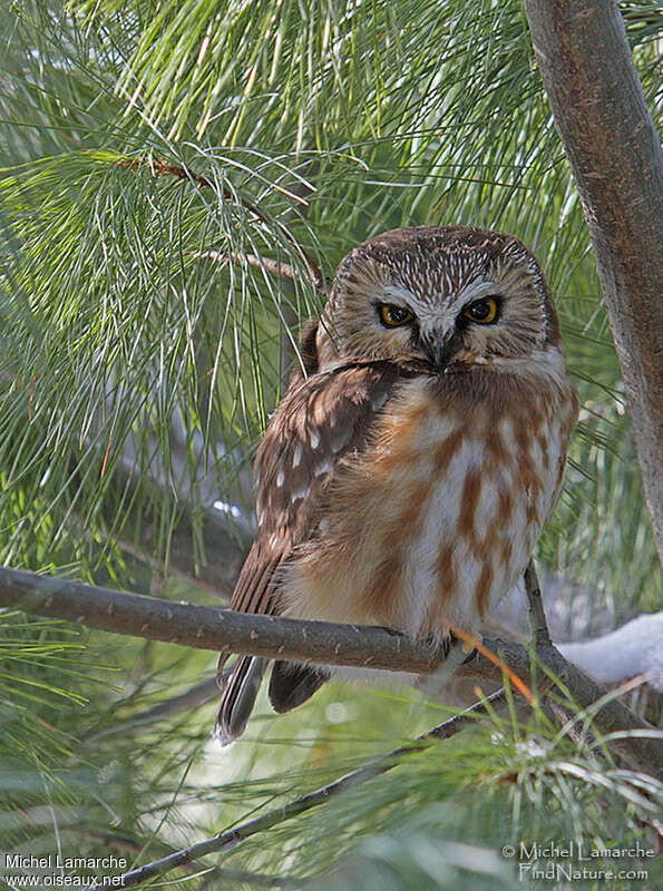 Northern Saw-whet Owl, close-up portrait, pigmentation