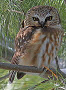 Northern Saw-whet Owl