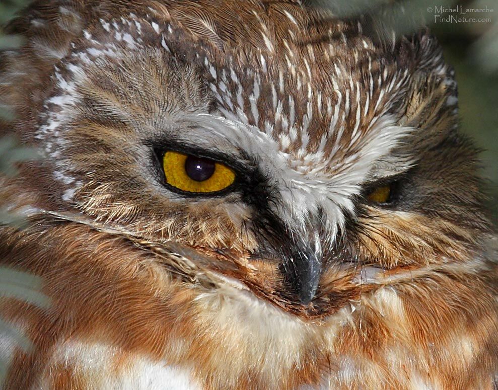 Northern Saw-whet Owl