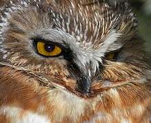 Northern Saw-whet Owl