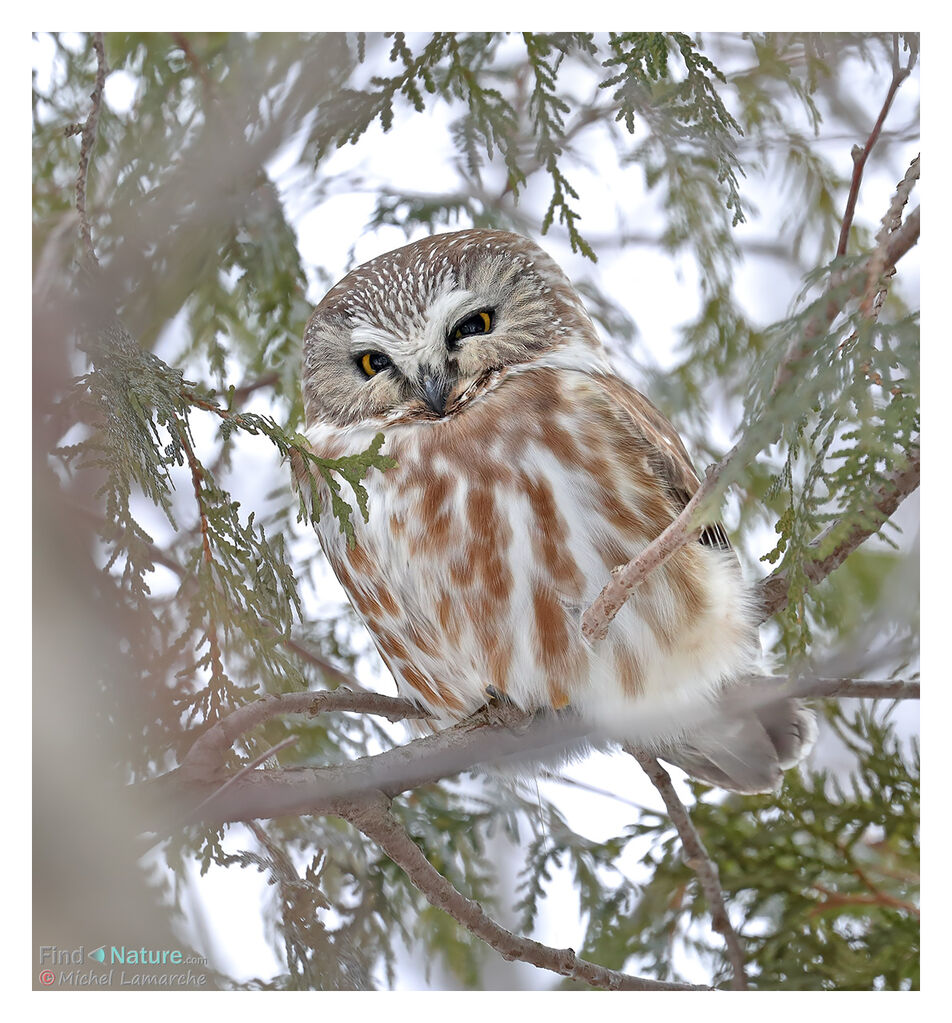 Northern Saw-whet Owl