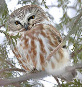 Northern Saw-whet Owl