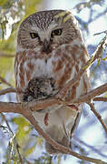 Northern Saw-whet Owl