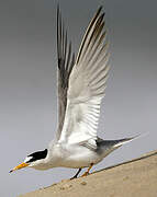 Least Tern