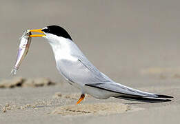 Least Tern