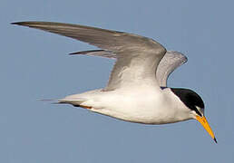 Least Tern