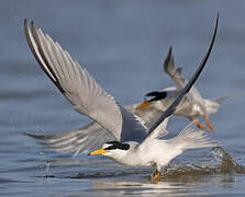 Least Tern