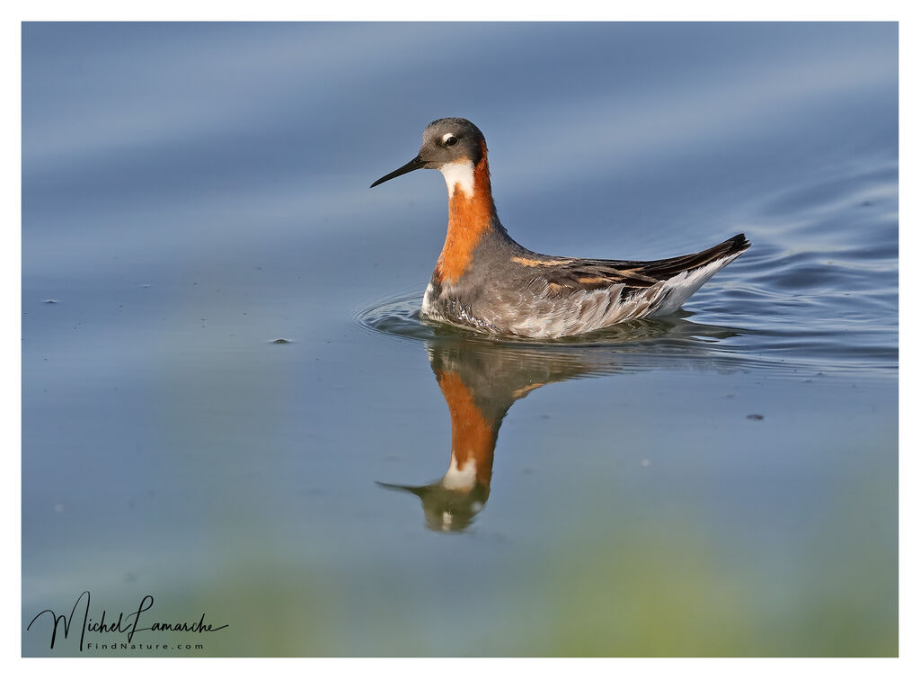 Red-necked Phalarope