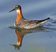 Phalarope à bec étroit