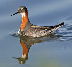 Phalarope à bec étroit