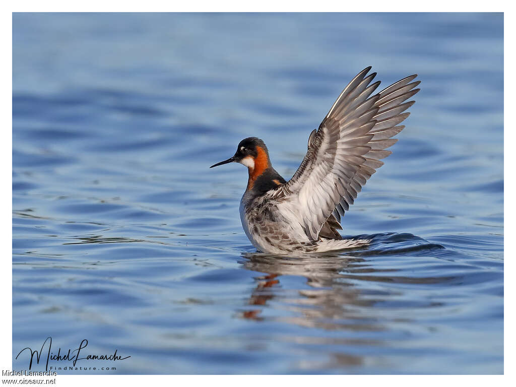 Phalarope à bec étroit femelle, pigmentation, Comportement