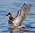 Phalarope à bec étroit