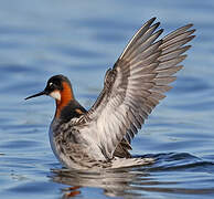 Red-necked Phalarope