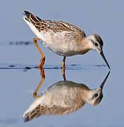 Wilson's Phalarope