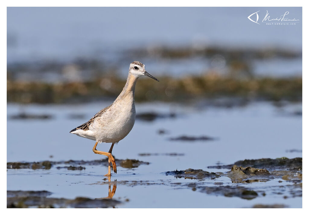 Wilson's Phalarope