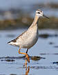 Phalarope de Wilson