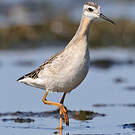 Phalarope de Wilson