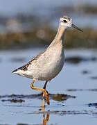 Phalarope de Wilson