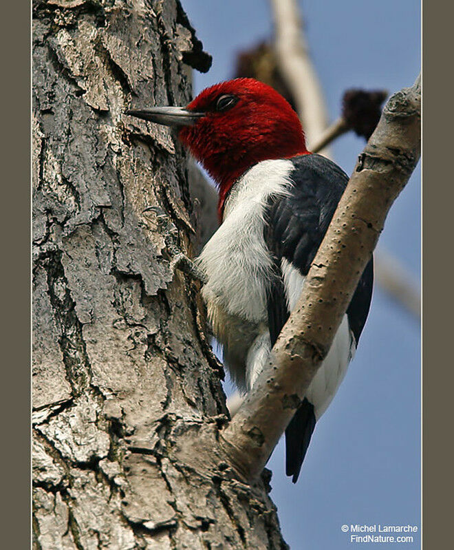 Red-headed Woodpeckeradult