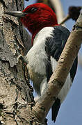 Red-headed Woodpecker