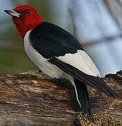 Red-headed Woodpecker