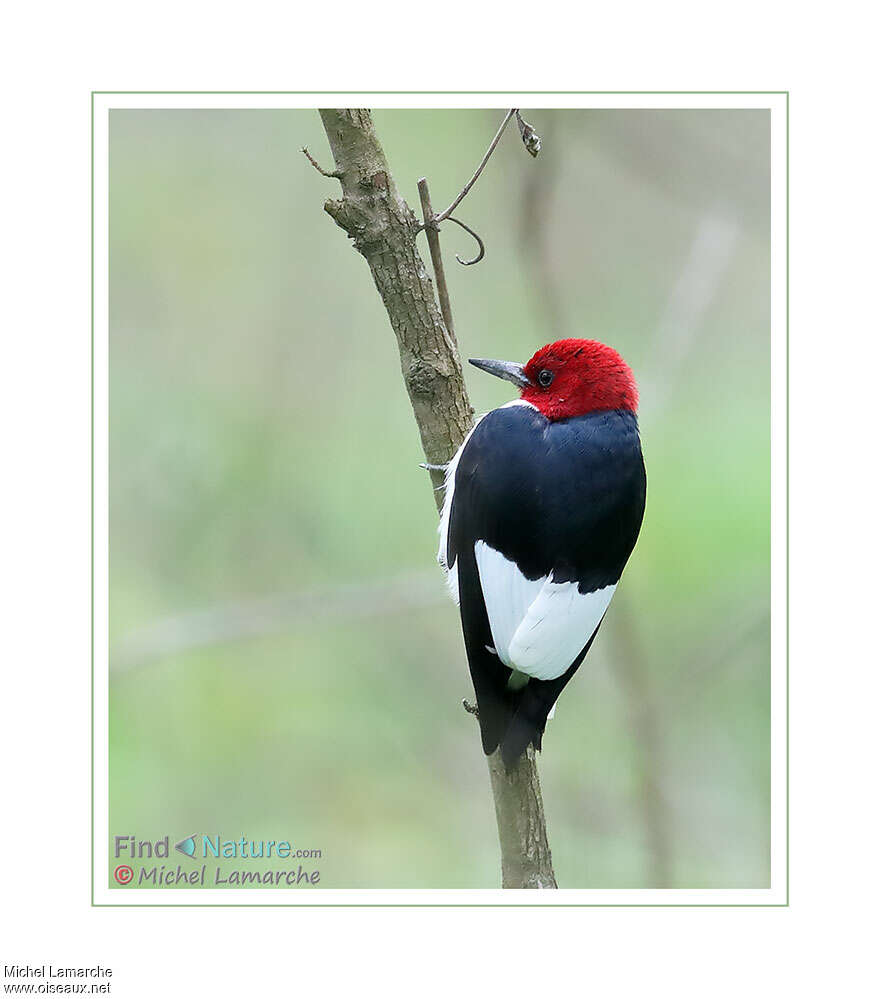 Red-headed Woodpeckeradult, pigmentation