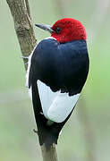 Red-headed Woodpecker