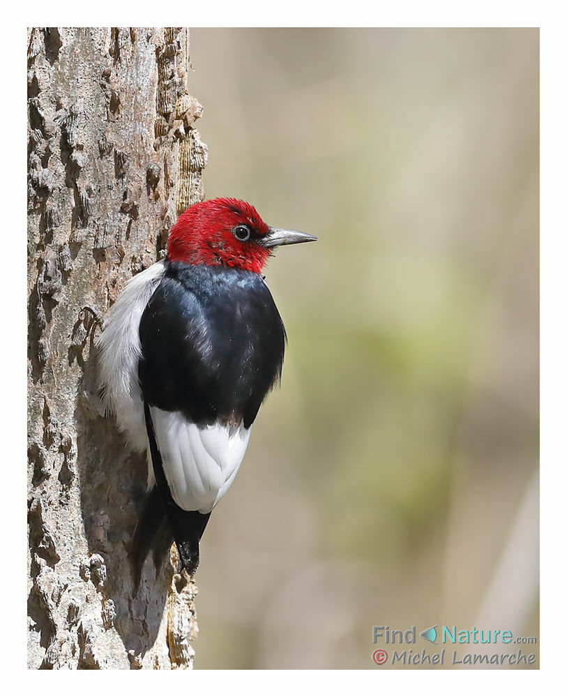 Red-headed Woodpecker