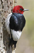 Red-headed Woodpecker