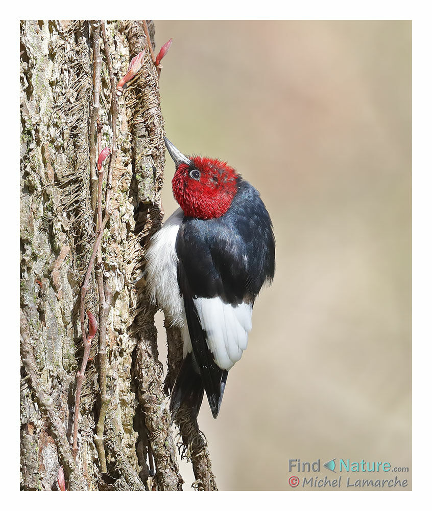 Red-headed Woodpecker