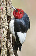 Red-headed Woodpecker