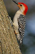 Red-bellied Woodpecker