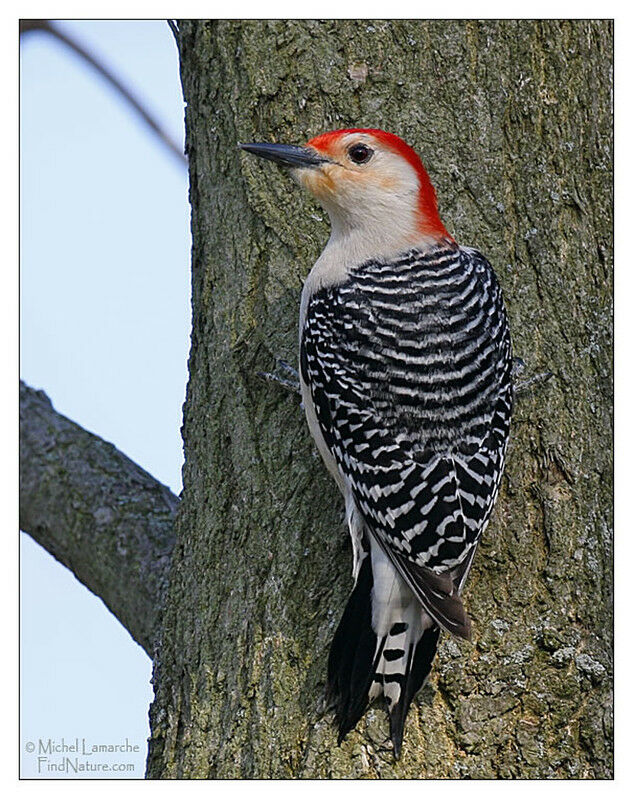 Red-bellied Woodpecker male adult