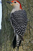 Red-bellied Woodpecker