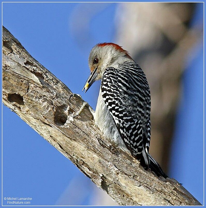 Red-bellied Woodpecker female adult