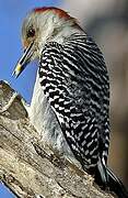 Red-bellied Woodpecker