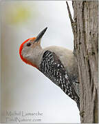 Red-bellied Woodpecker