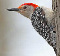 Red-bellied Woodpecker